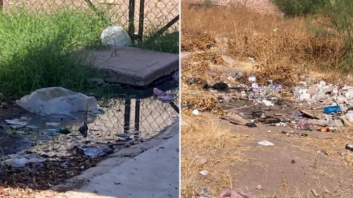 Ciudad Obregón: Vecinos de la colonia Benito Juárez piden eliminar focos de infección
