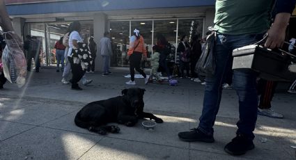 Mascotas: Las únicas víctimas del 12 de diciembre; olvido y sufrimiento para ellas