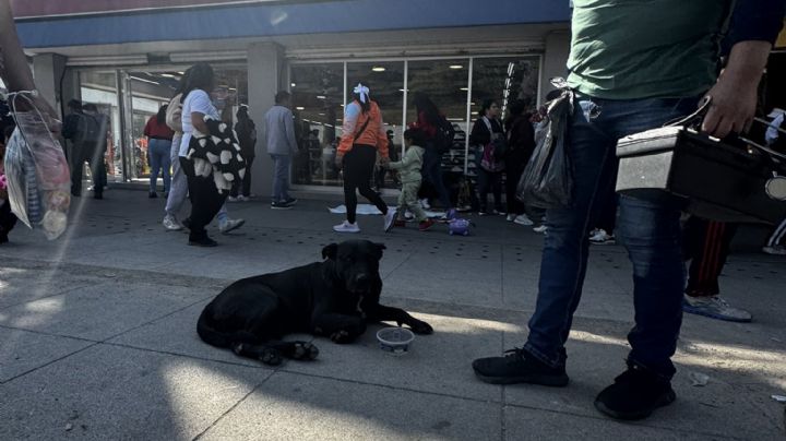Mascotas: Las únicas víctimas del 12 de diciembre; olvido y sufrimiento para ellas