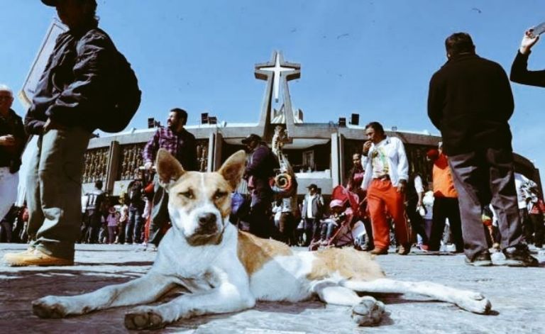Perros abandonados en la Basílica