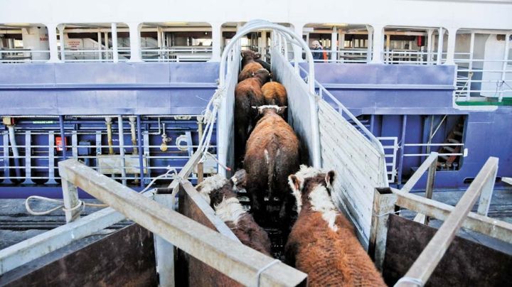 Ganaderos en Navojoa pierden hasta 80 mdp a la semana por cierre de la frontera