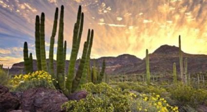 Clima en Sonora: Se proveen bajas temperaturas con rachas de viento y cielos despejados