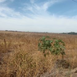 Rastreos en el Valle del Yaqui comienzan, pero federación aún no apoya a los agricultores