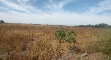 Rastreos en el Valle del Yaqui comienzan, pero federación aún no apoya a los agricultores