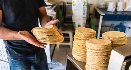 Golpe a la economía: Precio de la tortilla podría alcanzar los 32 pesos por kilo en 2025