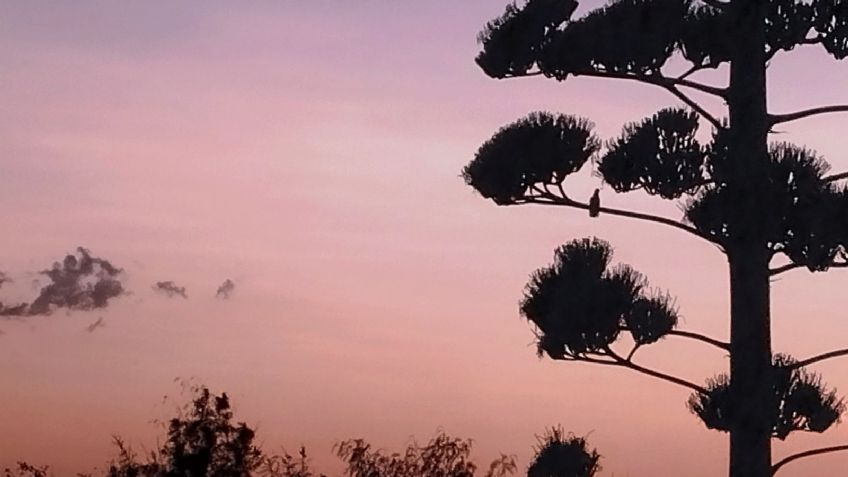 Clima en CDMX 3 de diciembre: Se esperan bajas temperaturas ¿A qué hora lloverá Hoy?