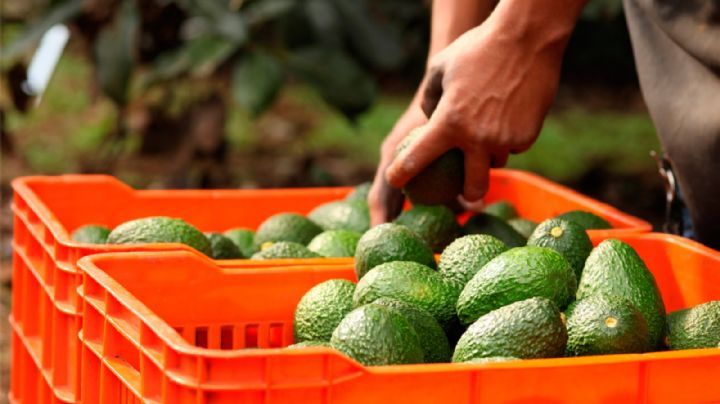 Sicarios fulminan a balazos a productor de aguacate en Peribán, Michoacán