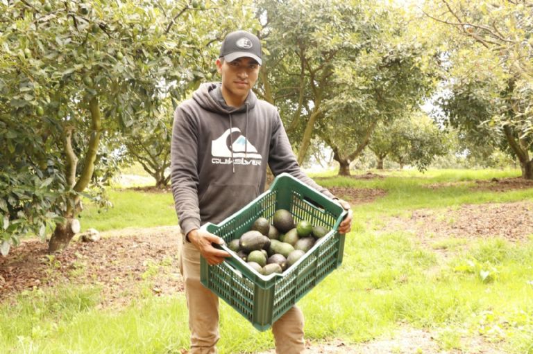 Aguacate en el Super Bowl