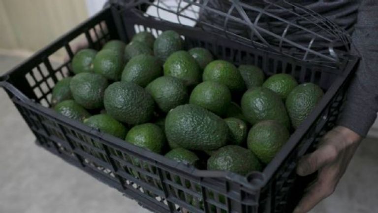 El aguacate: Agotado por SuperBowl y extorsiones en México; esta es la oscura historia detrás 