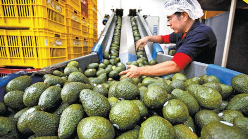 El aguacate: Agotado por SuperBowl y extorsiones en México; esta es la oscura historia detrás
