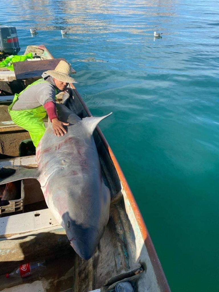 Captura de tiburón blanco