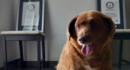 ‘Bobi’ pierde el récord Guinness del ‘perro más viejo’ por falta de pruebas sobre su edad