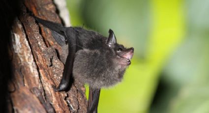 Detectan 3 murciélagos infectados de rabia en Nuevo León; extreman precauciones