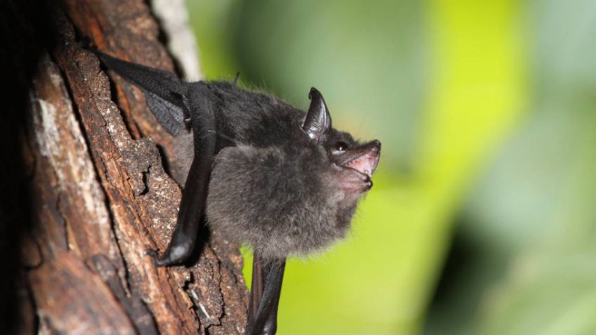 Detectan 3 murciélagos infectados de rabia en Nuevo León; extreman precauciones