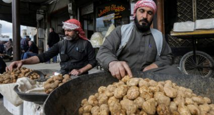 Tragedia en Siria: Explosión deja 14 recolectores de trufa, incluidas mujeres