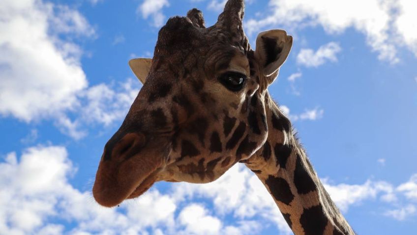 Pancho, la jirafa más longeva del Centro Ecológico de Sonora, muere a los 27 años