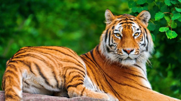 Descubrimiento perturbador en Valle de Bravo: Encuentran cuerpo decapitado de un tigre