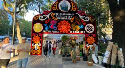 No te pierdas el Festival de Orquídeas en Paseo de la Reforma: El regalo perfecto