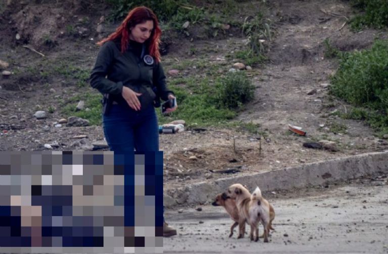 Perro chihuahua se viraliza tras permanecer junto al cuerpo de su dueño