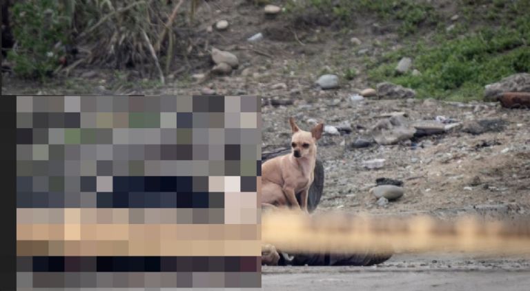 Perro chihuahua se vuelve viral tras permanecer junto al cuerpo de su dueño