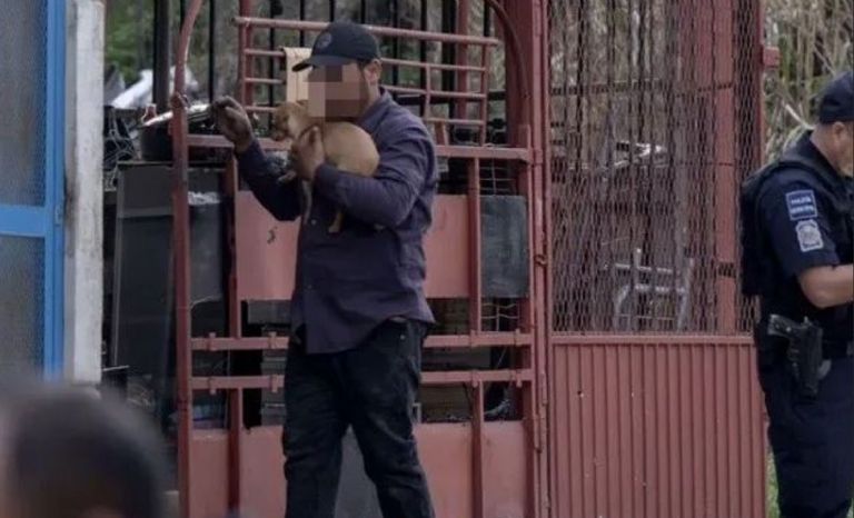 Perro chihuahua cuida del cuerpo de su dueño