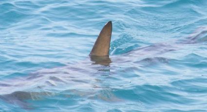 Secretaría de Marina emite alerta por avistamiento de tiburón blanco en Guaymas