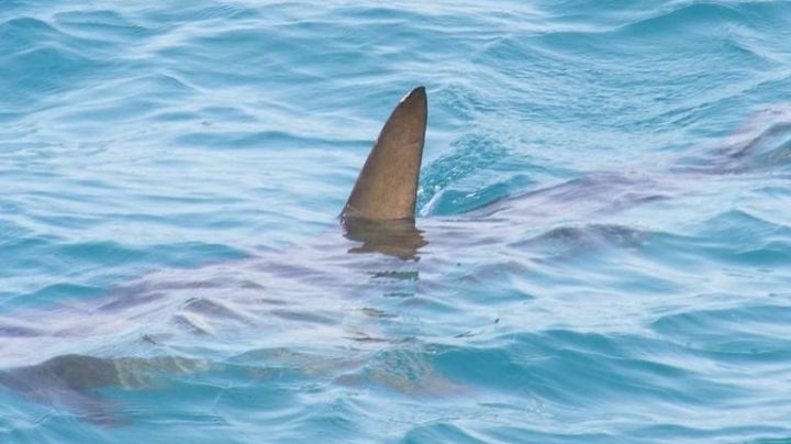 Secretaría de Marina emite alerta por avistamiento de tiburón blanco en Guaymas
