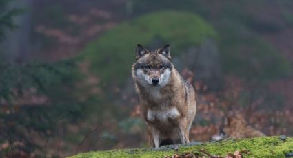 Los lobos de Chernobyl habrían desarrollado resistencia contra el cáncer, según un estudio