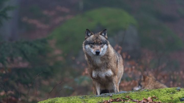 Los lobos de Chernobyl habrían desarrollado resistencia contra el cáncer, según un estudio