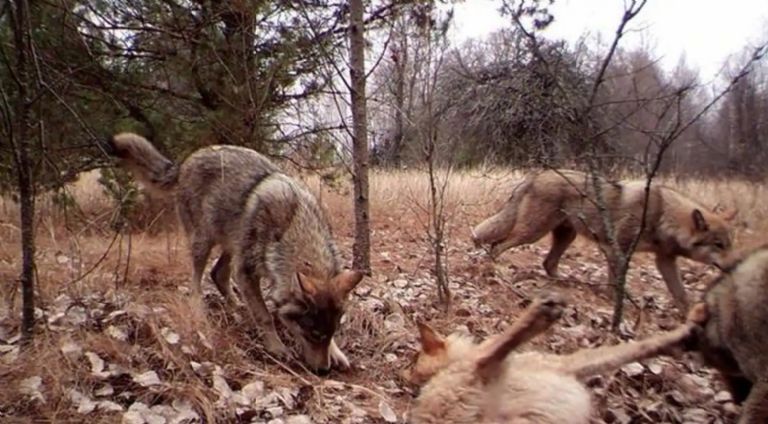 Lobos de Chernobyl desarrollarían resistencia al cáncer