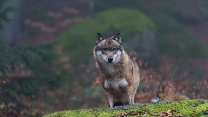 Los lobos de Chernobyl habrían desarrollado resistencia contra el cáncer, según un estudio