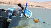 Captura de la aguamala podría iniciar este miércoles 13 de marzo; biólogo de Inapesca 