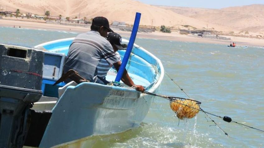 Captura de la aguamala podría iniciar este miércoles 13 de marzo; biólogo de Inapesca 