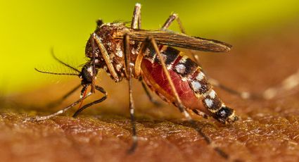 Terrible crisis de salud: Dengue deja en agonizando y con dolor intenso a pacientes