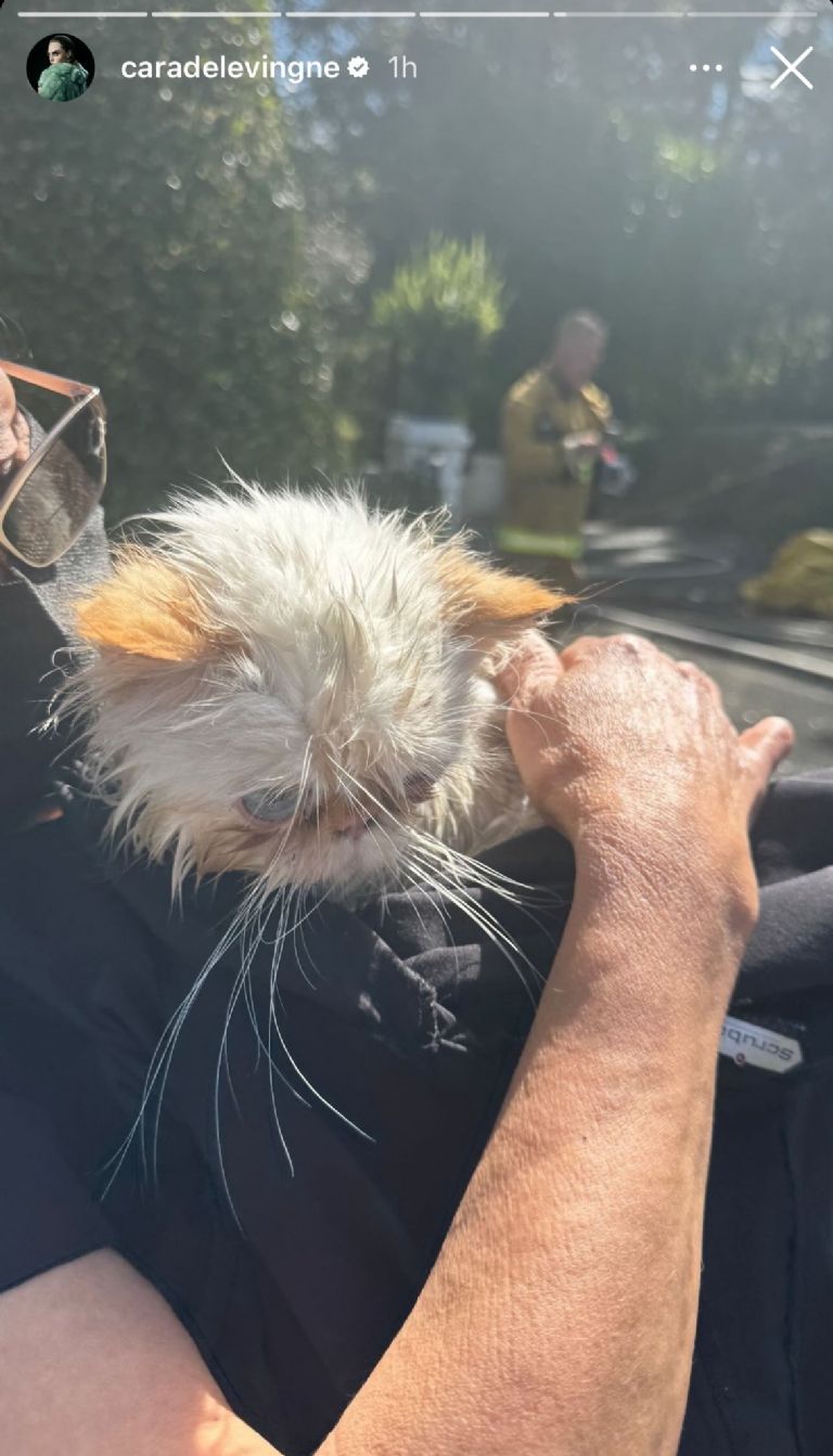 Gatos de Cara Delevingne