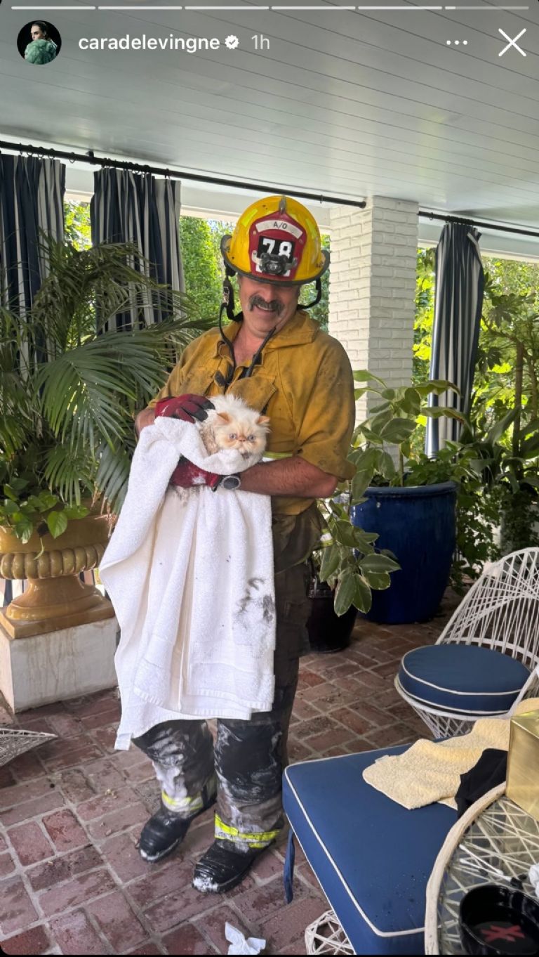 Gatos de Cara Delevingne