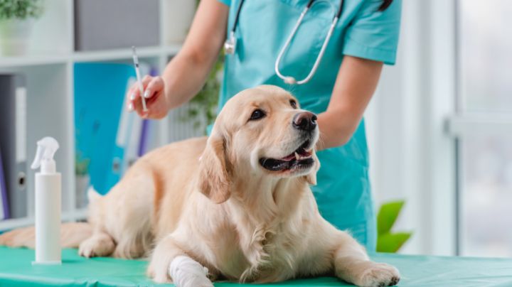 ¡Atención amantes de los animales! Se acerca la Jornada Nacional de Vacunación Antirrábica