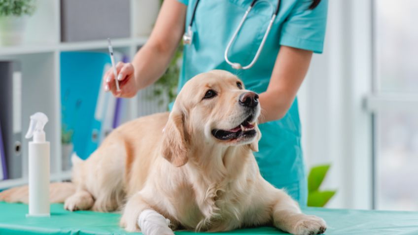 ¡Atención amantes de los animales! Se acerca la Jornada Nacional de Vacunación Antirrábica