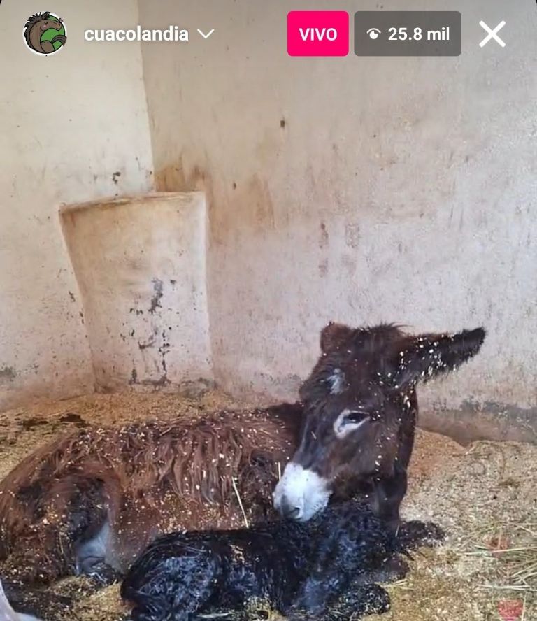 Nacimiento de burrito