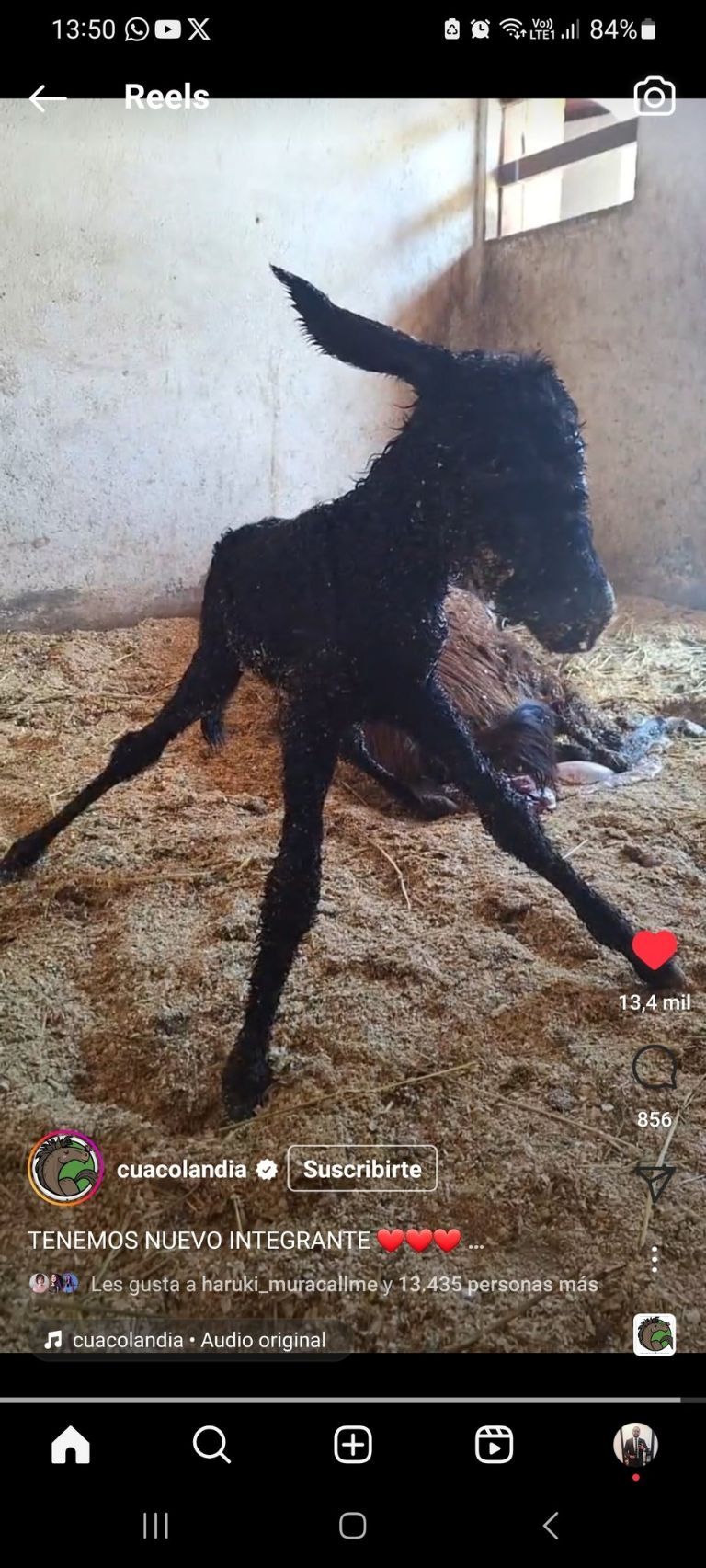 Nacimiento de burrito