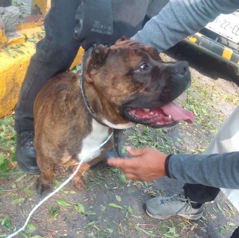 Pitbulls atacan a mujer en Ecatepec