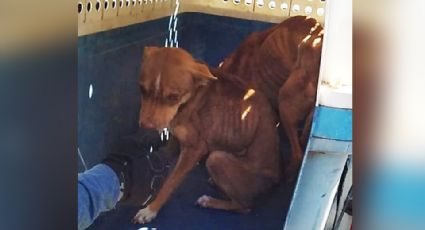Rescatan a dos perros víctimas de maltrato animal en Ciudad Obregón; estaban en los huesos