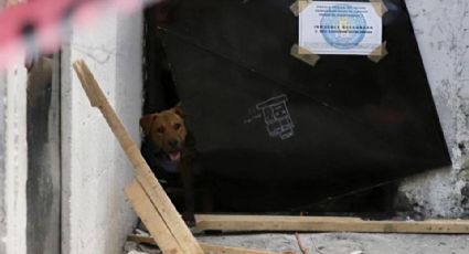 Piden ayuda para rescatar a segundo perro abandonado en casa de la presunta asesina de Camila