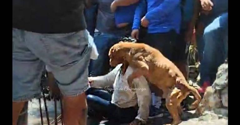Piden ayuda para rescatar a un segundo perro abandonado en casa de la presunta asesina de Camila