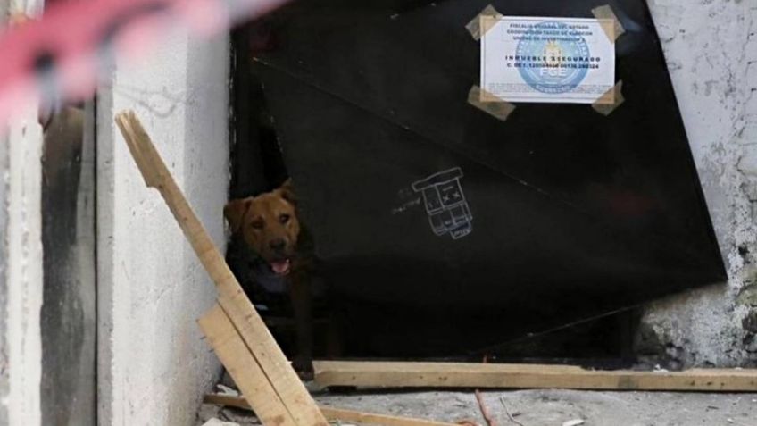 Piden ayuda para rescatar a segundo perro abandonado en casa de la presunta asesina de Camila