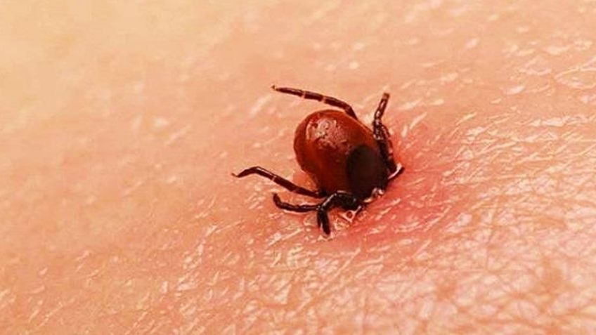 Municipio de Navojoa registra dos muertes por rickettsia en lo que va de 2024