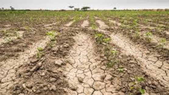 “Peligroso que se suspenda siembra por sequía en el Valle del Yaqui”: Sader