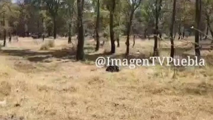 VIDEO: Hallan 2 cuerpos con el 'tiro de gracia' cerca del puente Tecoac