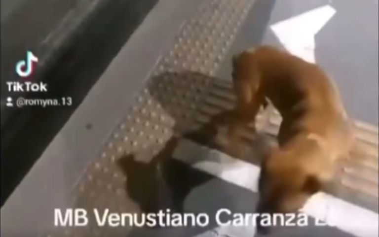 Agresión a perrito en el Metrobús