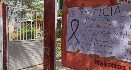 Directora manda envenenar 7 perritos en una escuela en Yucatán; la suspenden de su cargo